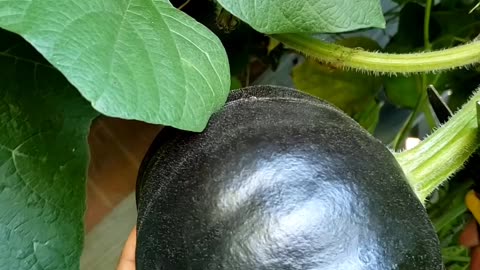 Growing, harvesting and cooking green pumpkin