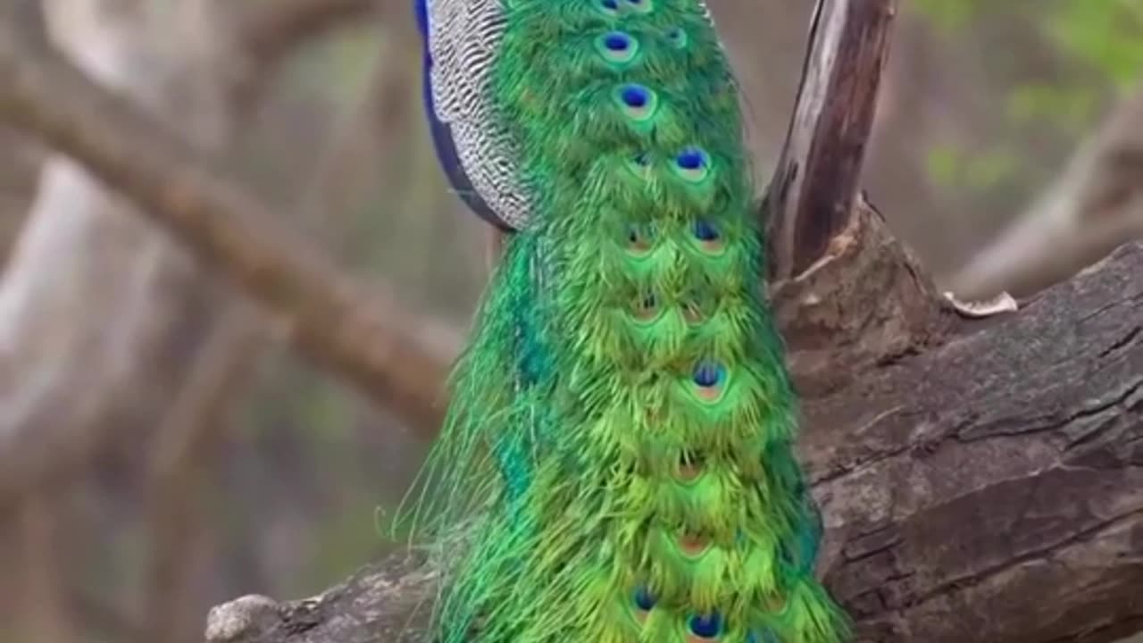 What Does It Mean to Dream About a Peacock?