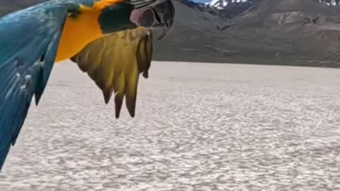 Love All Life Always #74 - Splendid Macaw In Flight - The SlowMo Is Perfect