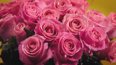 Water Droplets Falling on Rose Bouquet