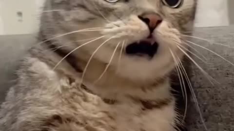 Try Not to Laugh Challenge 🤣