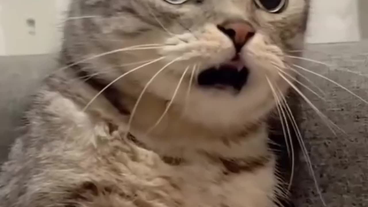 Try Not to Laugh Challenge 🤣