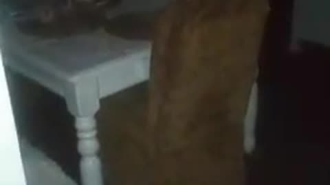 😨👁️ Stunning Ghost Orb Captured on Camera! | TheHauntingHour