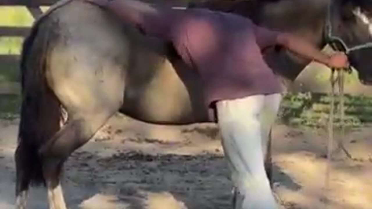 How to gain a horse's trust ... 🐎😅