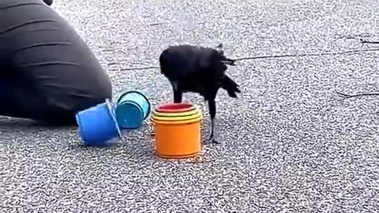 Smartest Crow On Earth