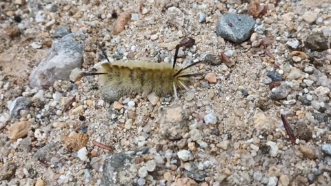Tussock Moth Caterpillar