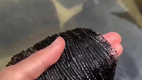 🤯✨ Discover The Incredible Length Of Cane Toad Eggs! | FeedMyCuriosity