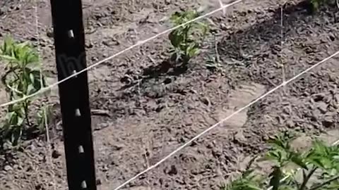 Tomates Fuertes con la Malla Tomatera HORTOMALLAS®