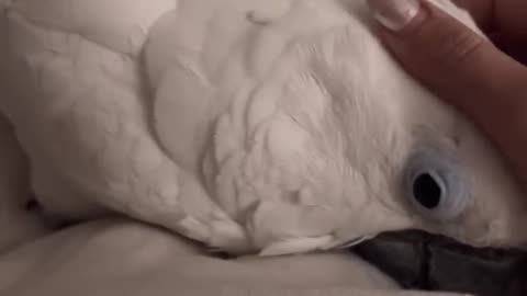 Parrot couple love birds sounds
