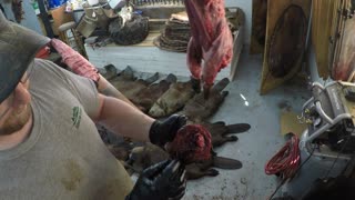 How to Skinning Otter - Part 4 Removing Skull & Glands