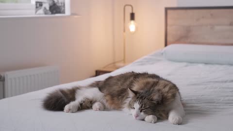 Tabby Cat Sleeping On A Bed