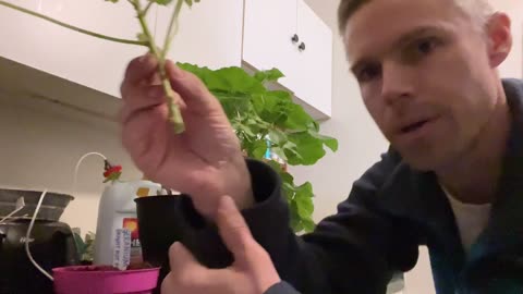 How to Propagate Geraniums