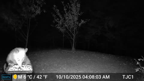 Possum at the feeder