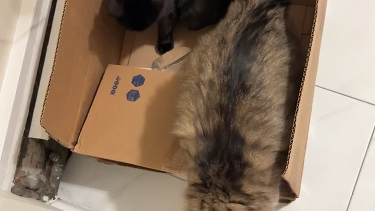 😂🐱 Cat's First Box Adventure! | FunFM
