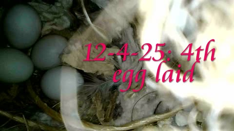 Active zebra finch nest 12-4-25