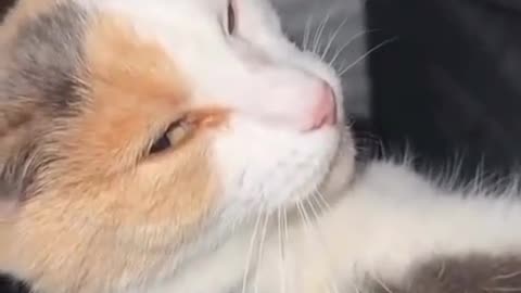 ๐ค๐ถ Why Do Animals Do What We Think? Funny Animal Reaction | FunFM