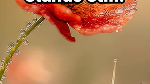 Bloom where time stands still #natureambience #focusmeditationloop, #mindfulconcentration