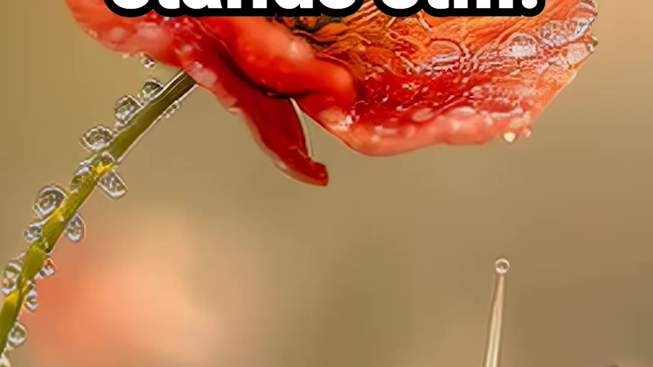 Bloom where time stands still #natureambience #focusmeditationloop, #mindfulconcentration