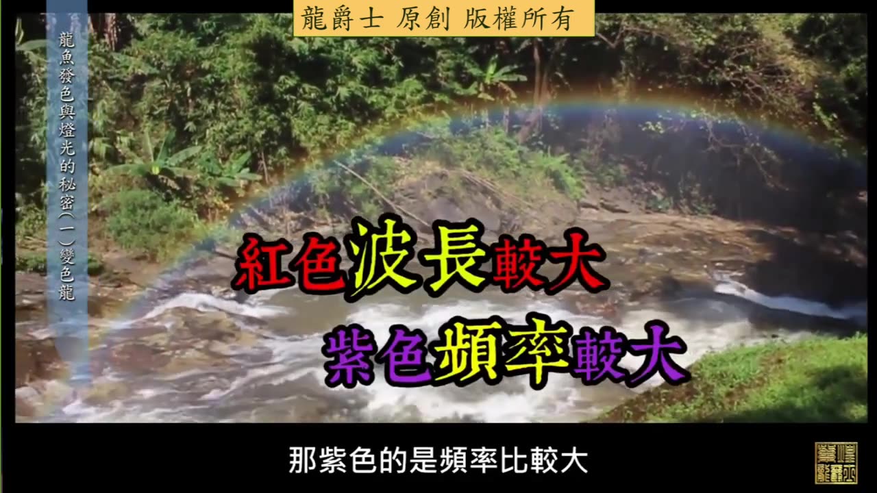 【龍爵士】龍魚百科 龍魚燈光與鱗片的關係(一)變色龍