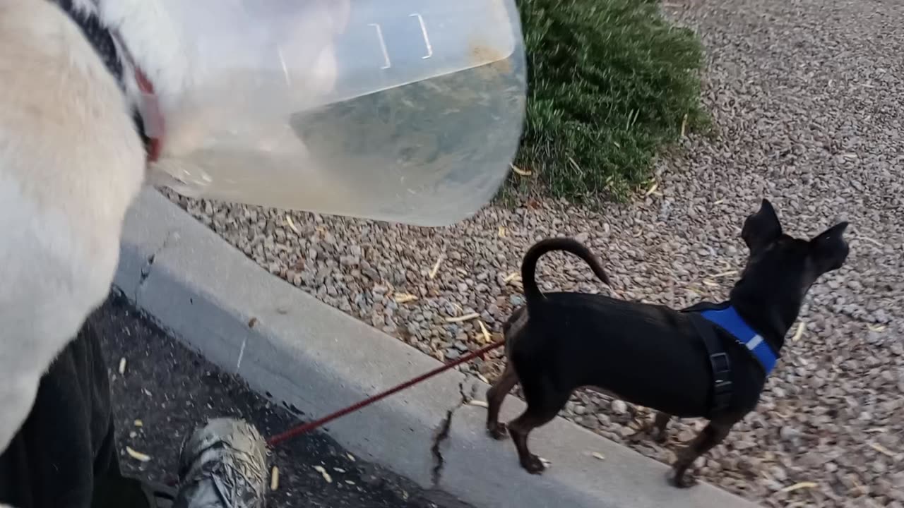 Paco Chiquis are a very busy, easily unnerved, doggie due but today's Paco's 8th Birthday202511035