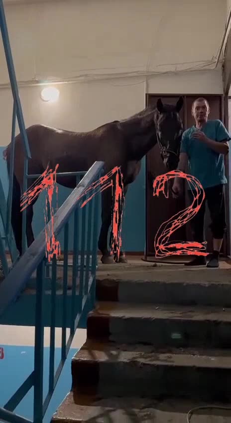 Russian Man Bought His Mother a Horse, Bringing it All the Way Up to 5th Floor, but She Wasn't Home