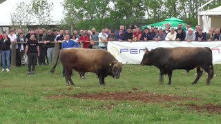 Alkar od Kumana vs Medonja od Bajića Dicmo 2025