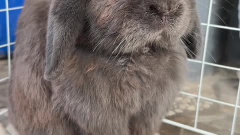 "Bunny ASMR: The Softest Sounds You’ll Ever Hear"
