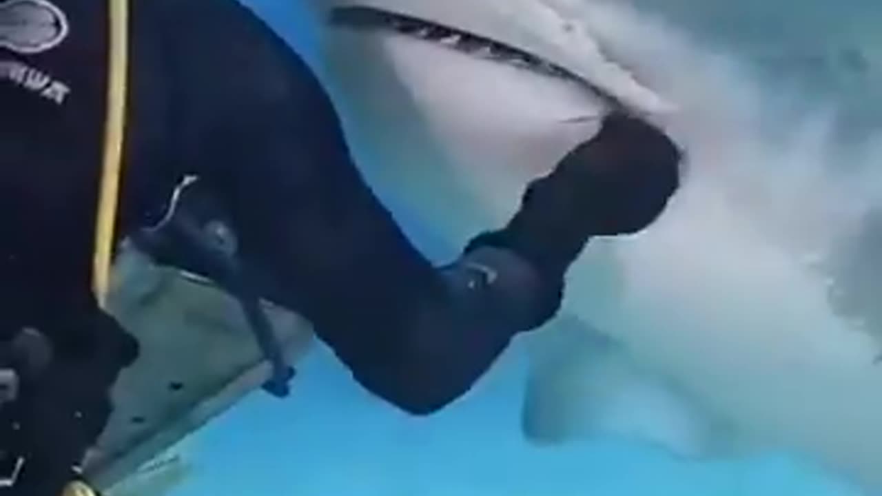 Diver helping a shark removing a hook