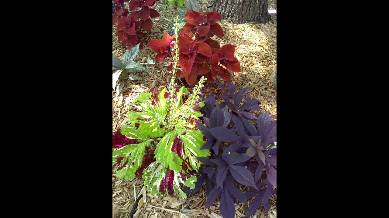 Happy Thanksgiving 2025