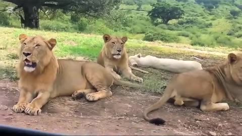 Lion experience