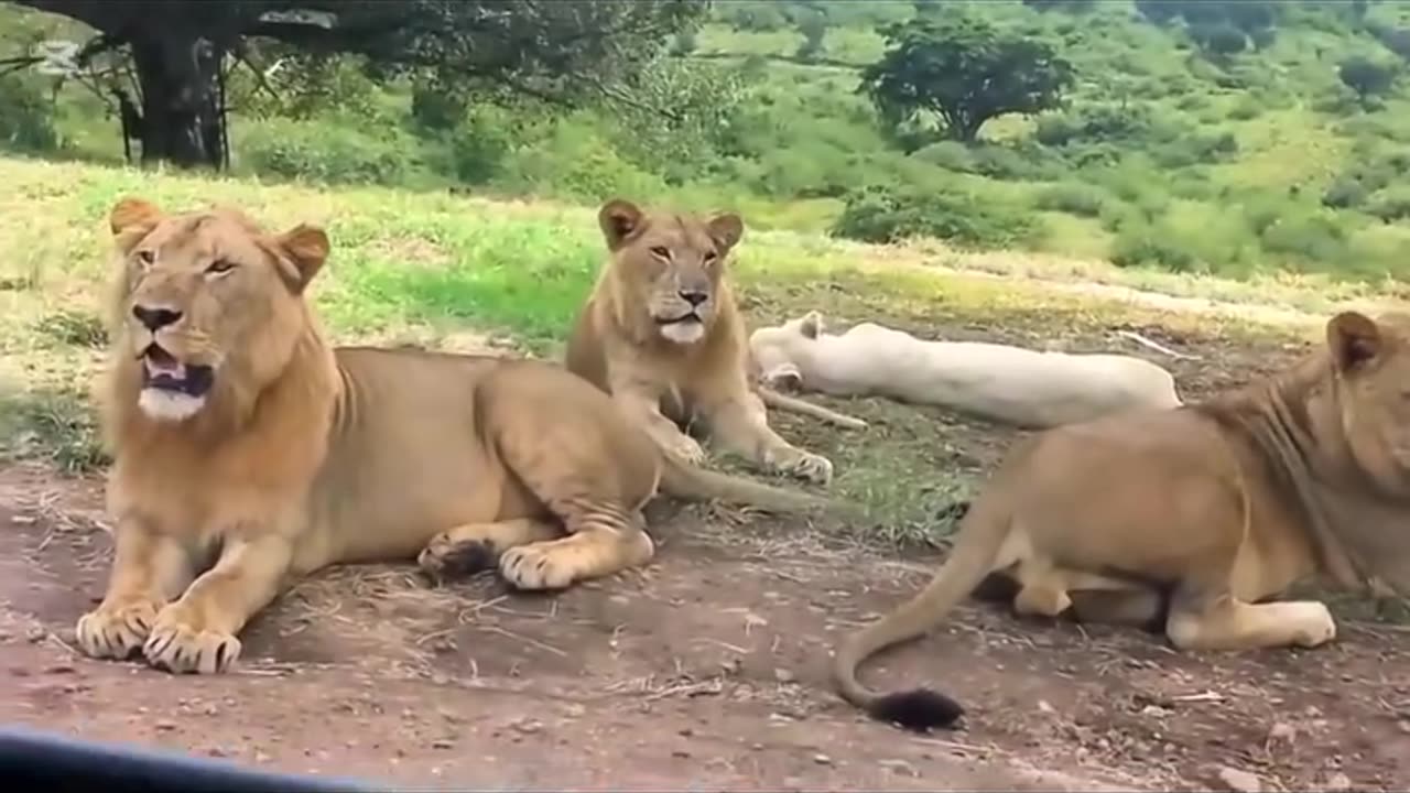 Lion experience