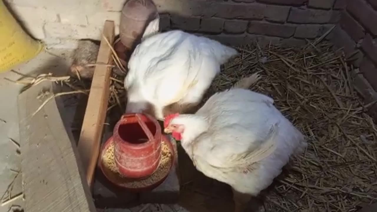 2 chickens weigh 20 kg😱🤯