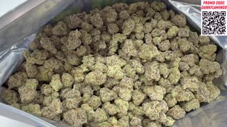 Bulk Wholesale Dulce Queen of the Month Strain from THCA Small Buds! Dankin With the Flamingos!