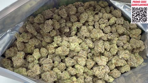 Bulk Wholesale Dulce Queen of the Month Strain from THCA Small Buds! Dankin With the Flamingos!