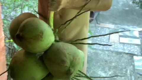 Naturist lifestyle 🌿👣🥥 #travel #lovethailand