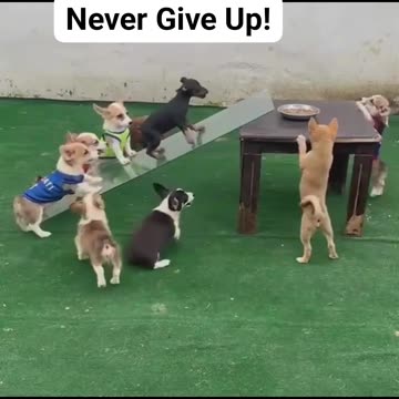 Never give up
