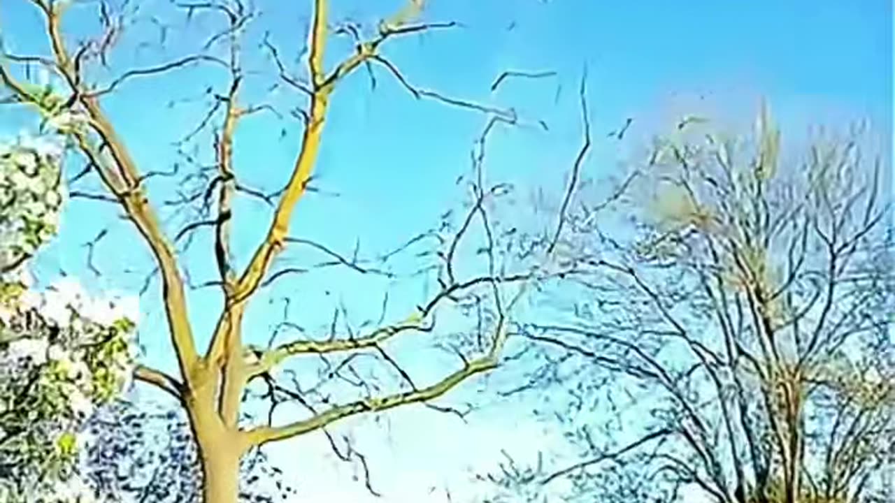 😱🛸 Shocking UFO Sighting in Hamilton, Ontario! What Did They Capture? | TheTruthAbove