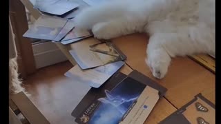 😂🐶 This Pet Disaster Will Make Your Day! | FunFM