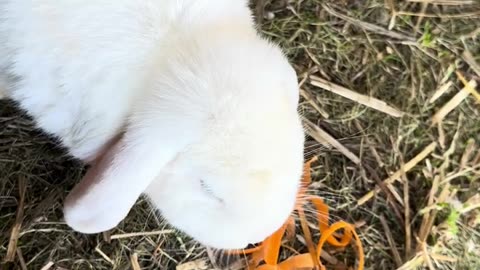 kaninunge nästan somnar sittandes