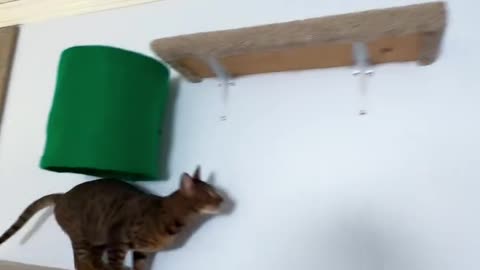 Make cat walkways 