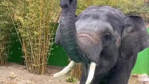 Funny elephants: amusing moments from the lives of these giants