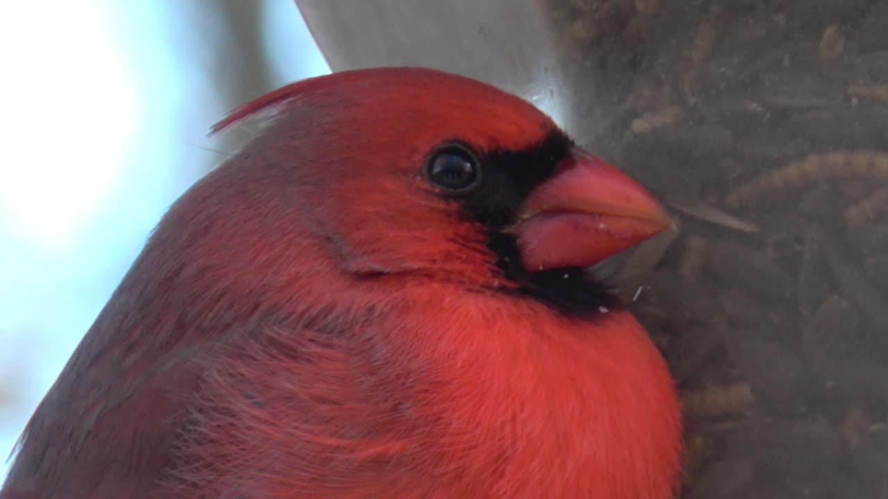 Cardinal