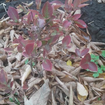 November blueberries