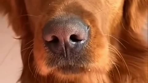 BarkScienceLab