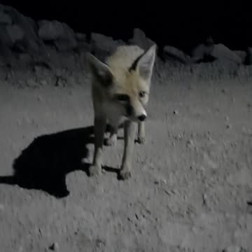 Whispers of the Wild—A Night’s Encounter