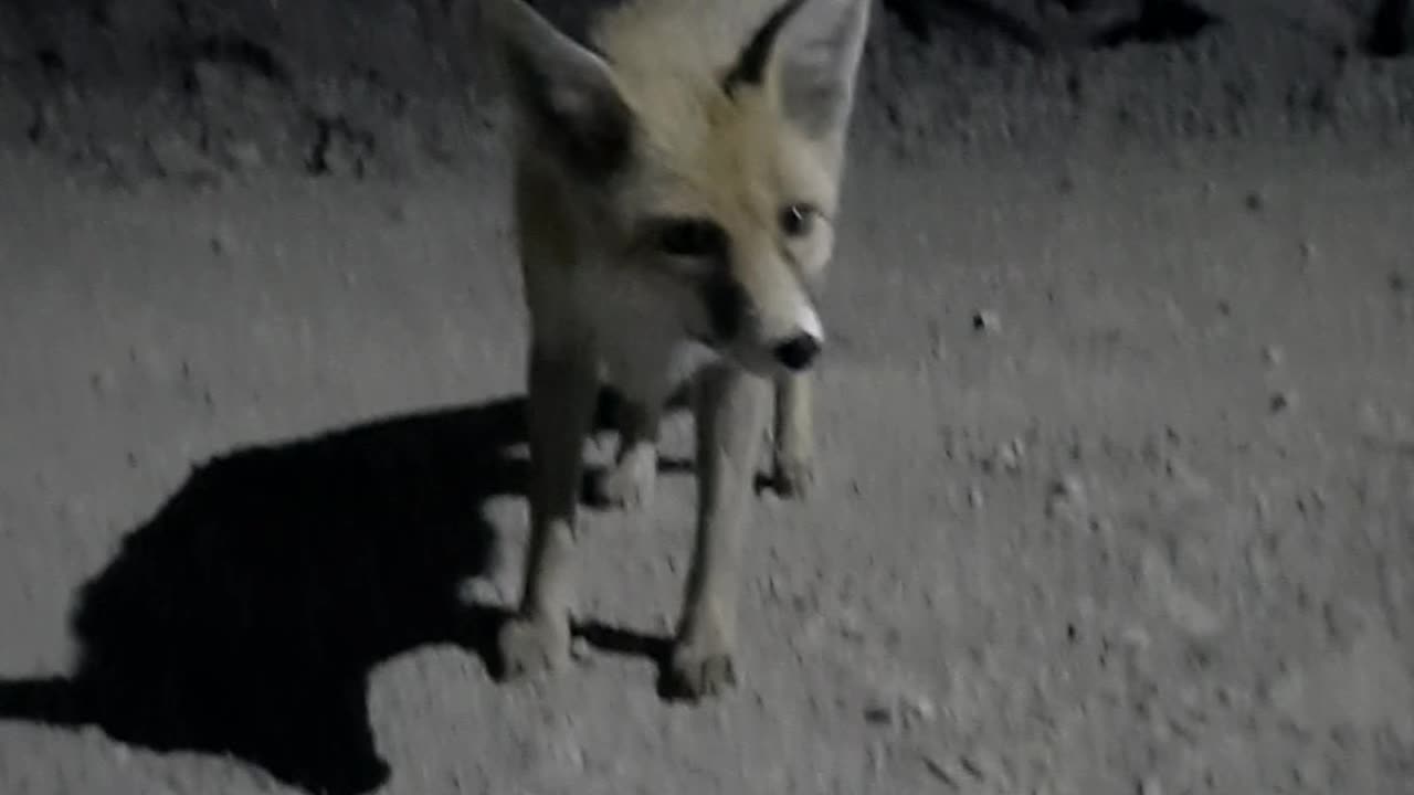 Whispers of the Wild—A Night’s Encounter
