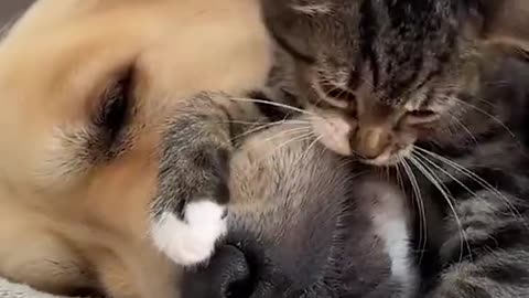 Dog's Comedy Videos 🤣 so cute videos 😍 funny videos in puppies comedy scenes 🤣 so cute 🥰