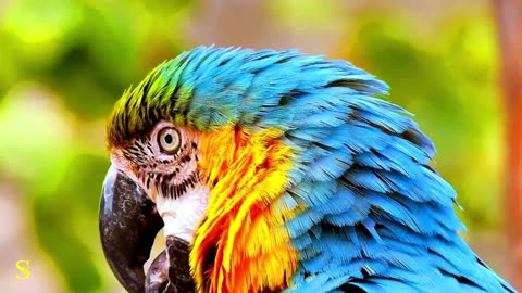 4K Breathtaking Colorful Parrot of the Rainforest - HDR Wildlife Nature Film + Jungle Sounds in UHD