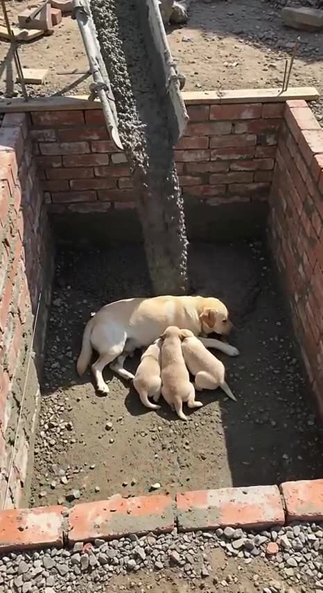 Father Golden Retriever Prevents a Disaster — and Saves His Family