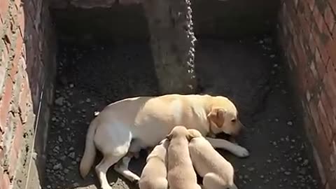 Father Golden Retriever Prevents a Disaster — and Saves His Family